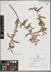 Foto von Salix excelsa S. G. Gmel.